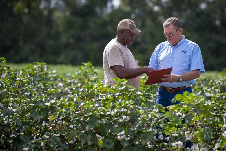 A FSA staff person and a farmer standing in a field of cotton